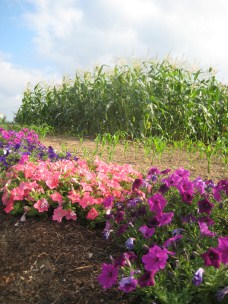 AmishQuilter Flowers