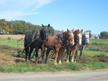 Amish Field Work with Horses