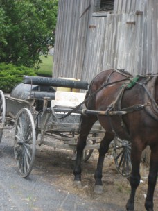 Amish Buggy AmishQuilter Amish Buggy