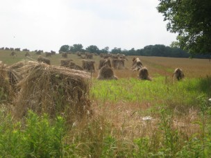 AmishQuilter Farm