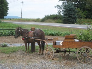 AmishQuilter Amish Buggy