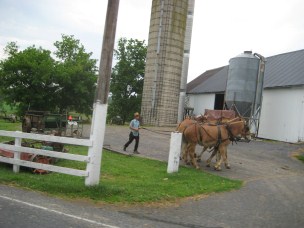 Amish Man and horses