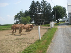 Amish Horses