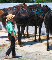Amish Boy AmishQuilter Amish Boy