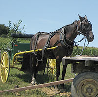 Amish Horse and Wagon