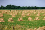 Amish Quilts - Amish Farm from Amish Quilts - Amish