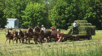 Amish Farming