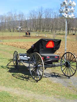 Amish Buggy