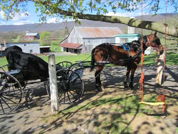 Amish Buggy