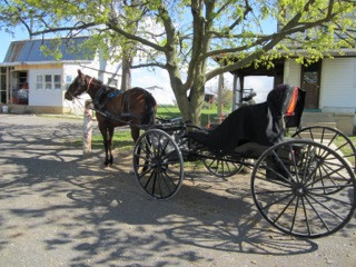 Amish Sarah's Horse and Buggy