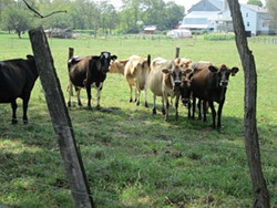 Amish Mary Cows