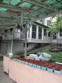 Amish Sarah's Vegetable Stand