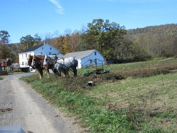 Amish Naomi's Horses
